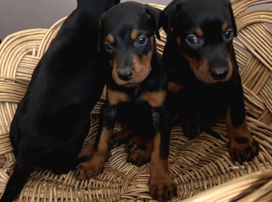 Efsane Muhteşem King Doberman Yavrularımız görsel