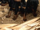 Efsane Muhteşem King Doberman Yavrularımız