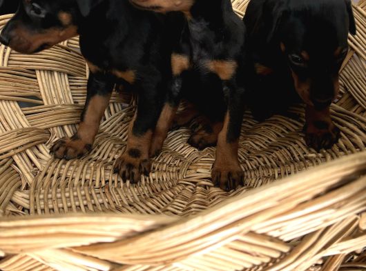 Efsane Muhteşem King Doberman Yavrularımız görsel
