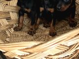 Efsane Muhteşem King Doberman Yavrularımız