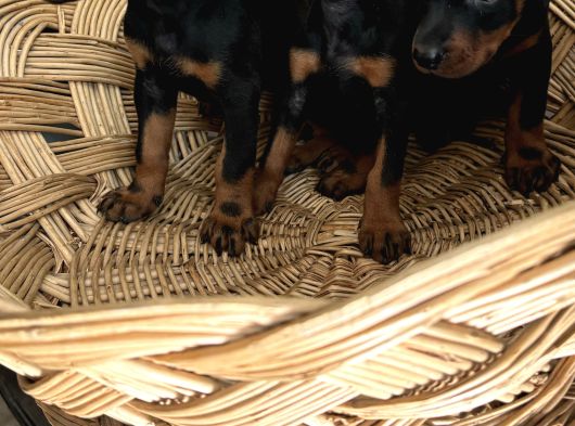 Efsane Muhteşem King Doberman Yavrularımız görsel