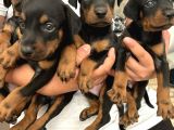 Efsane muhteşem King Doberman yavrularımız