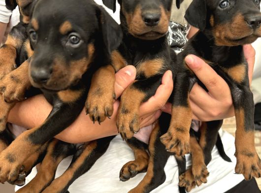 Efsane muhteşem King Doberman yavrularımız