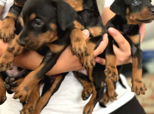 Efsane Muhteşem King Doberman Yavrularımız görsel