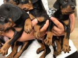 Efsane Muhteşem King Doberman Yavrularımız