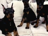 En iri dobermanlar