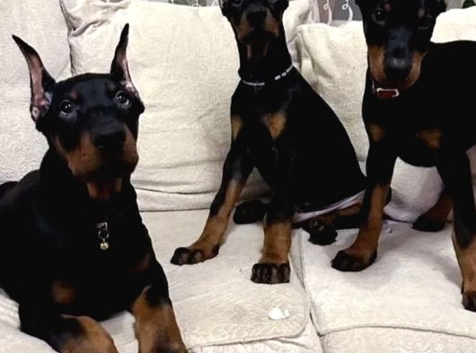 En Iri Dobermanlar