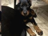 En Iri Dobermanlar