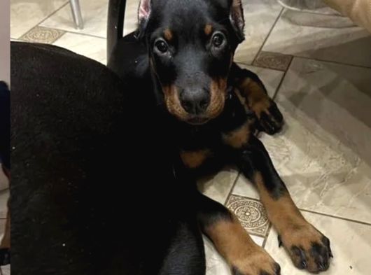 En Iri Dobermanlar görsel