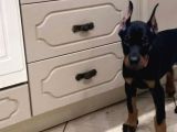 En Iri Dobermanlar