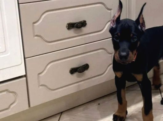 En Iri Dobermanlar görsel