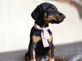 King Doberman