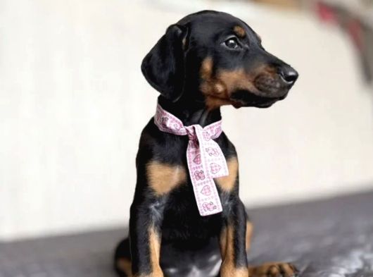 King Doberman görsel