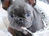 Blue ve lilactan bebekler
