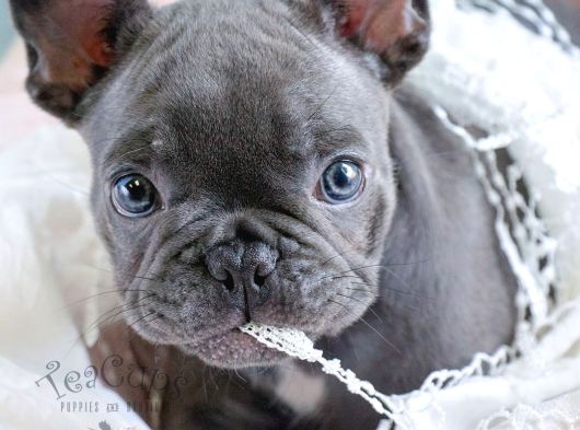 Blue Ve Lilactan Bebekler