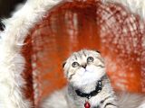 Scottish Fold Black Golden Tabby