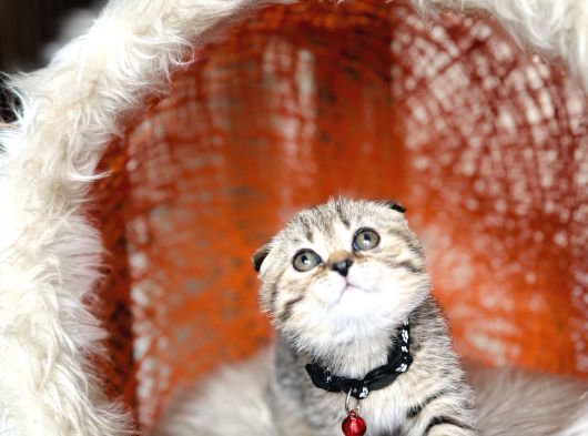 Scottish Fold Black Golden Tabby görsel