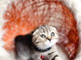 Scottish Fold Black Golden Tabby