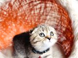 Scottish Fold Black Golden Tabby