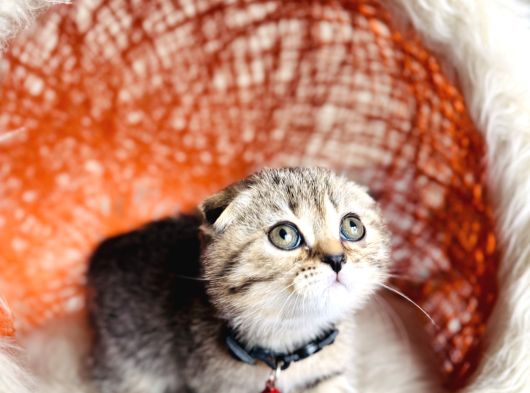 Scottish Fold Black Golden Tabby görsel