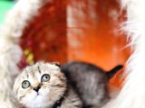 Scottish Fold Black Golden Tabby