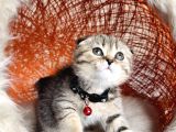 Scottish Fold Black Golden Tabby