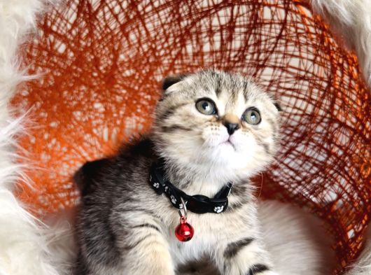 Scottish Fold Black Golden Tabby