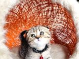 Scottish Fold Black Golden Tabby