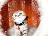 Scottish Fold Black Golden Tabby