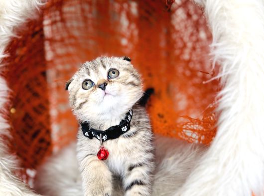 Scottish Fold Black Golden Tabby görsel