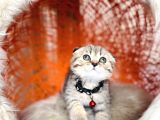 Scottish Fold Black Golden Tabby