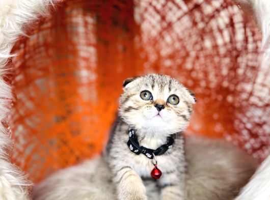 Scottish Fold Black Golden Tabby görsel