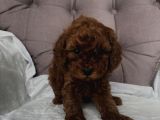 Red Toy Poodle 2 Aylık Erkek