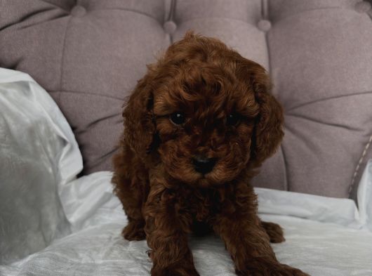 Red Toy Poodle 2 Aylık Erkek görsel