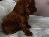 Red Toy Poodle 2 Aylık Erkek