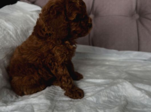 Red Toy Poodle 2 Aylık Erkek görsel