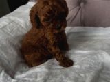 red toy poodle 2 aylık erkek