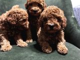 Toypoodle Bebeklerimiz Karma Aşılı