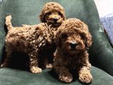 Toypoodle Bebeklerimiz Karma Aşılı