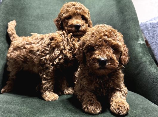 Toypoodle Bebeklerimiz Karma Aşılı görsel