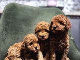 Toypoodle Bebeklerimiz Karma Aşılı