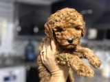 Toypoodle Bebeklerimiz Karma Aşılı