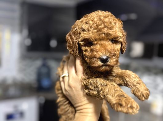 Toypoodle Bebeklerimiz Karma Aşılı görsel