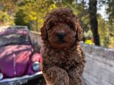 Toypoodle bebeklerimiz karma aşılı