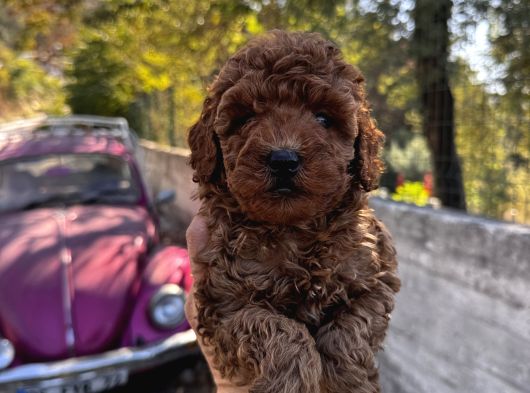 Toypoodle Bebeklerimiz Karma Aşılı