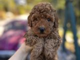Toypoodle Bebeklerimiz Karma Aşılı
