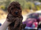 Toypoodle Bebeklerimiz Karma Aşılı
