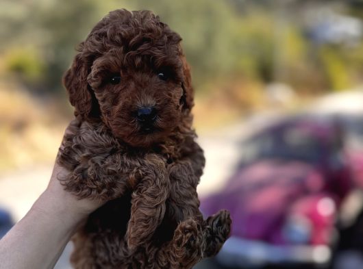 Toypoodle Bebeklerimiz Karma Aşılı görsel