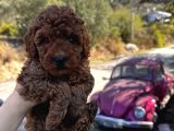 Toypoodle Bebeklerimiz Karma Aşılı