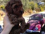 Toypoodle Bebeklerimiz Karma Aşılı